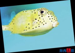 廈門海底世界內(nèi)設(shè)有五個(gè)特色展區(qū)